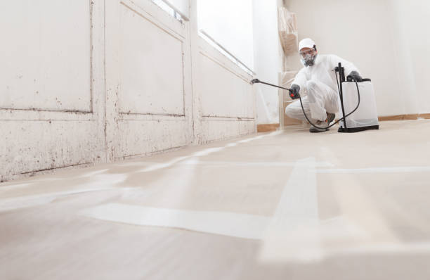 Black mold remediation team in Jamestown